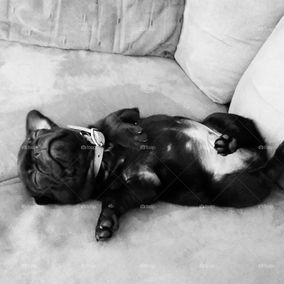 Passed out Pup. My little pug puppy sleeps in the weirdest positions!