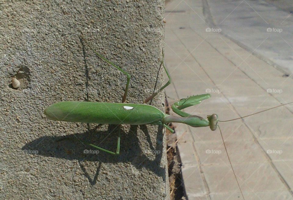 Mantis Religiosa mirando la calle