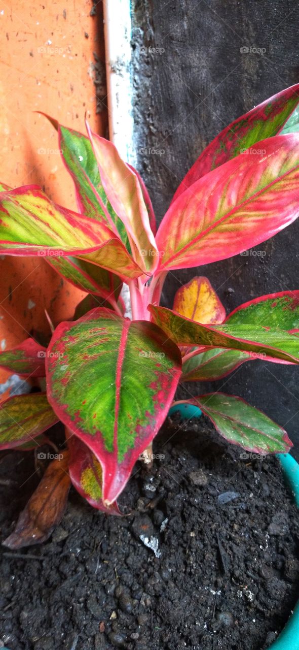 Aglaonema is a popular ornamental plant from the taro tribe or Araceae. The genus Aglaonema has about thirty species.