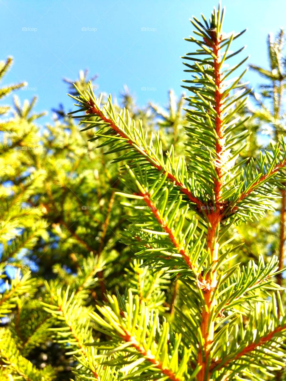 Forest fairy tale, tree, autumn forest, walk in the fresh air