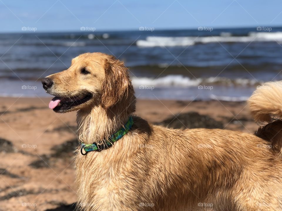 wet golden retriever dog on a red sand beach with seaweed and crashing blue waves in the back ground