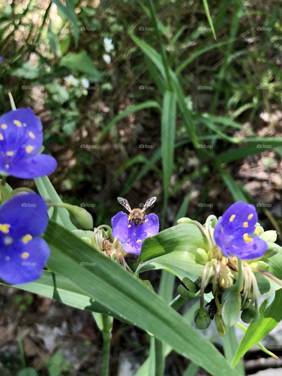 Bee facing camera while pollinating purple spiderwort 