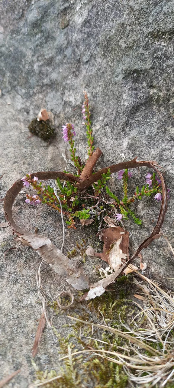 heart of nature