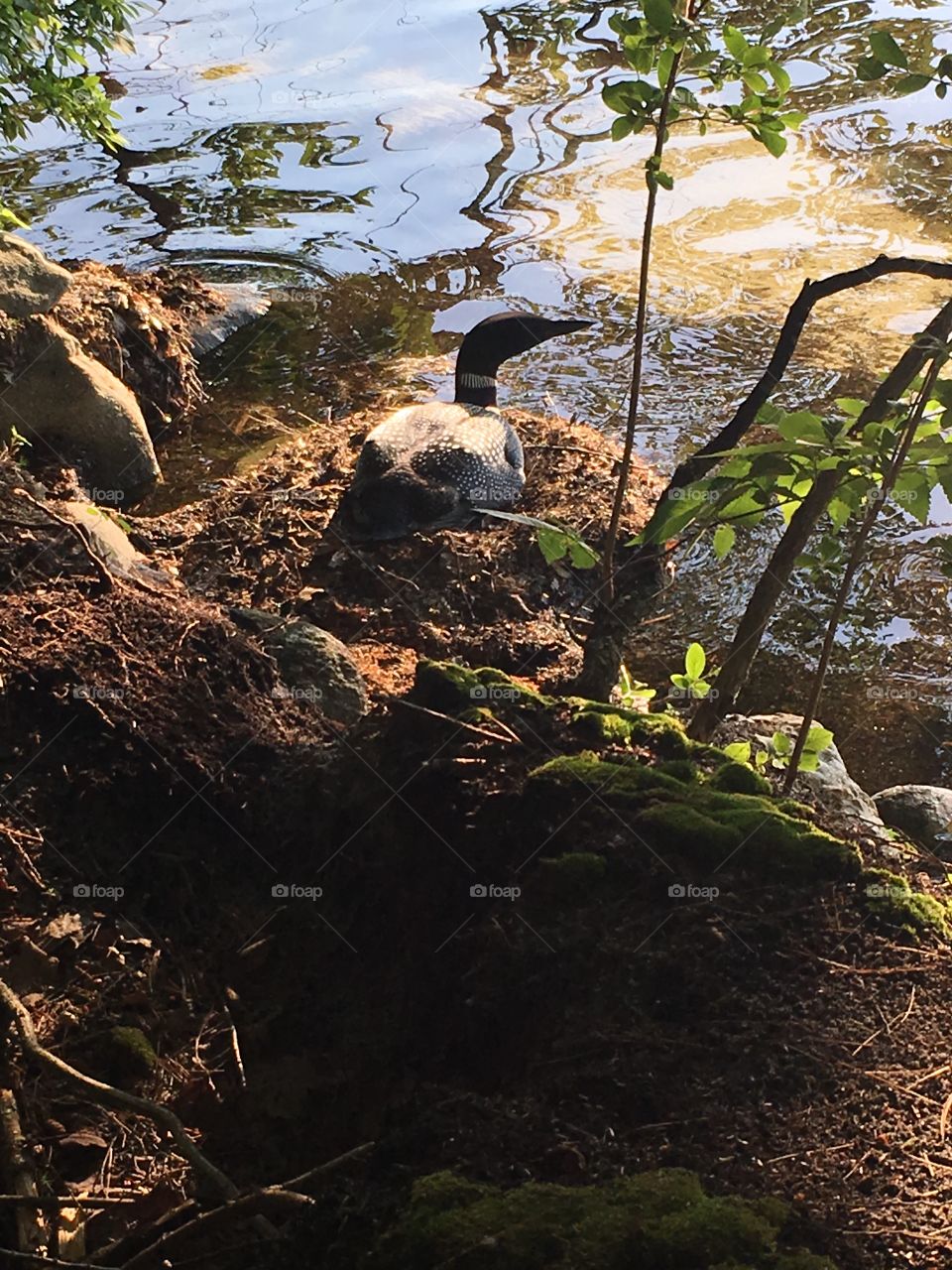 Loon on her nest on the lake 