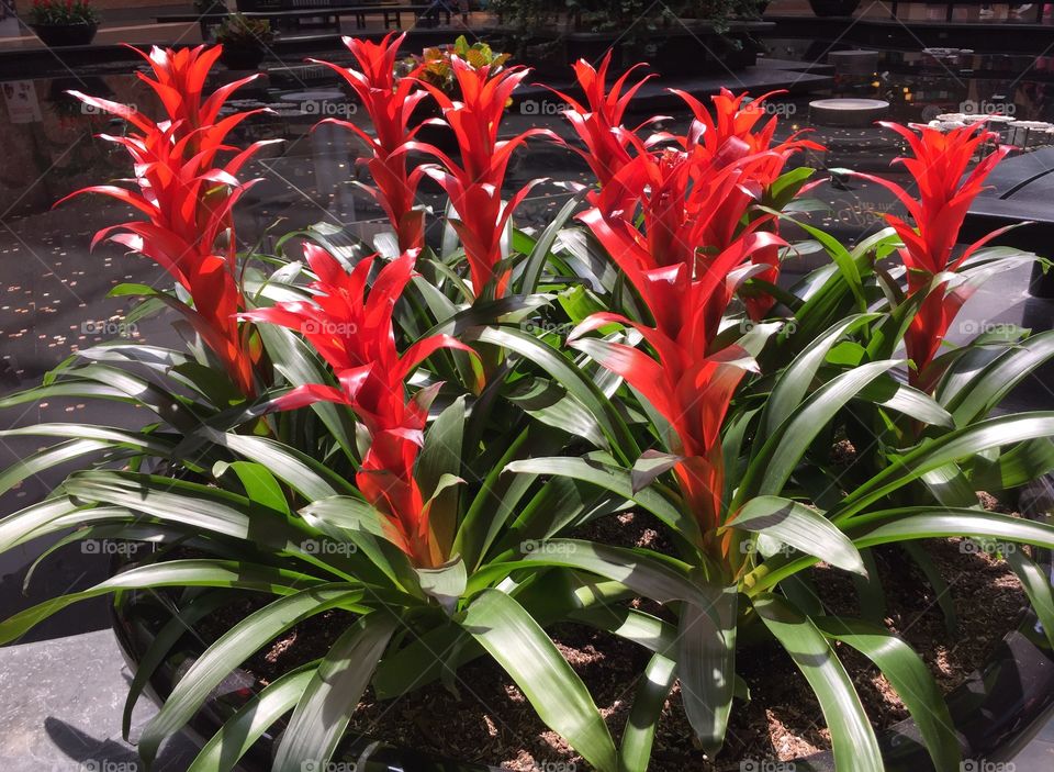 Tropical flower. Red, flowers, tropical, beauty, green, water