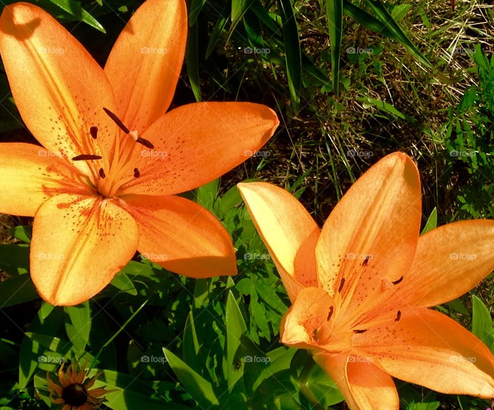 Peach asiatic lilies