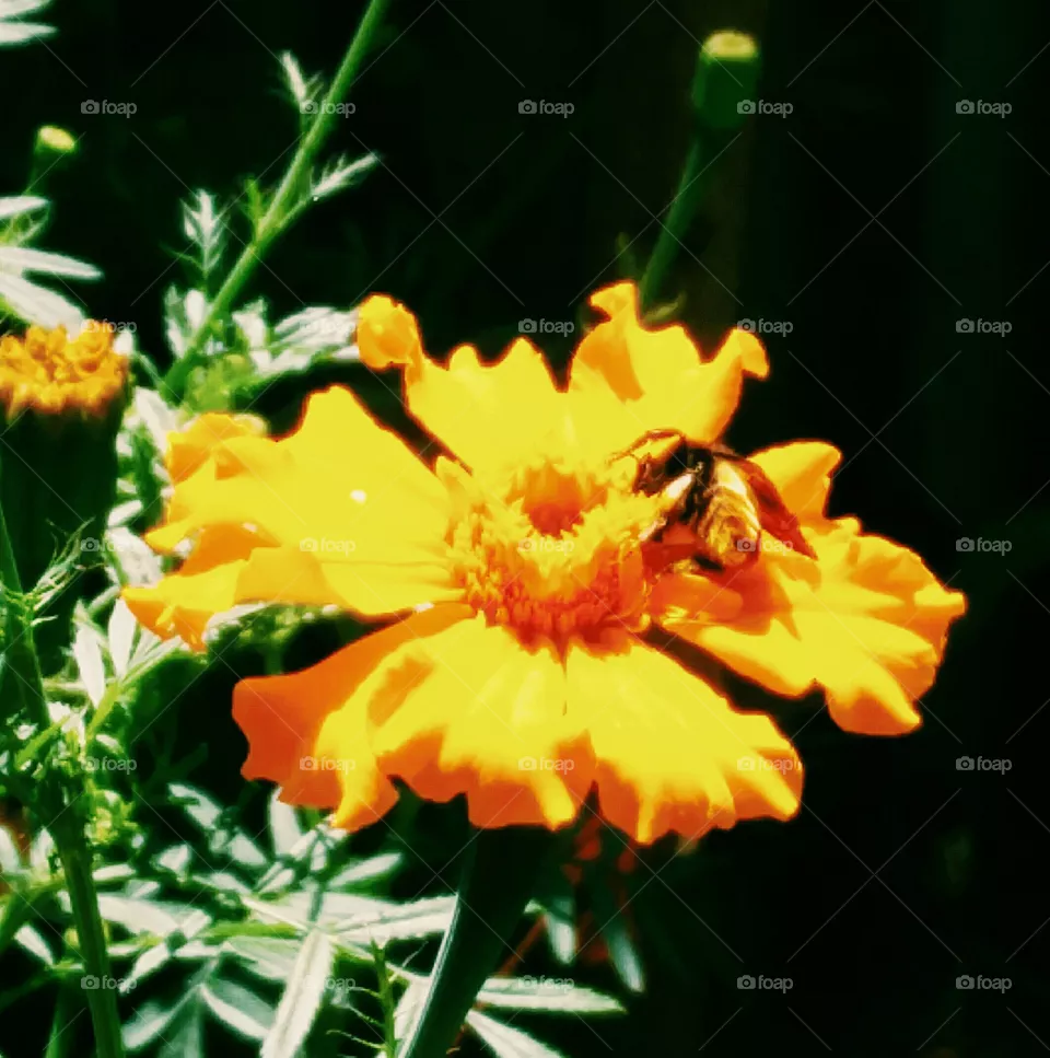 flower lover 🌺 true nature
📸 Muneeb bhat
