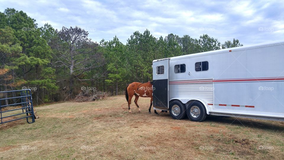 horse into the trailer