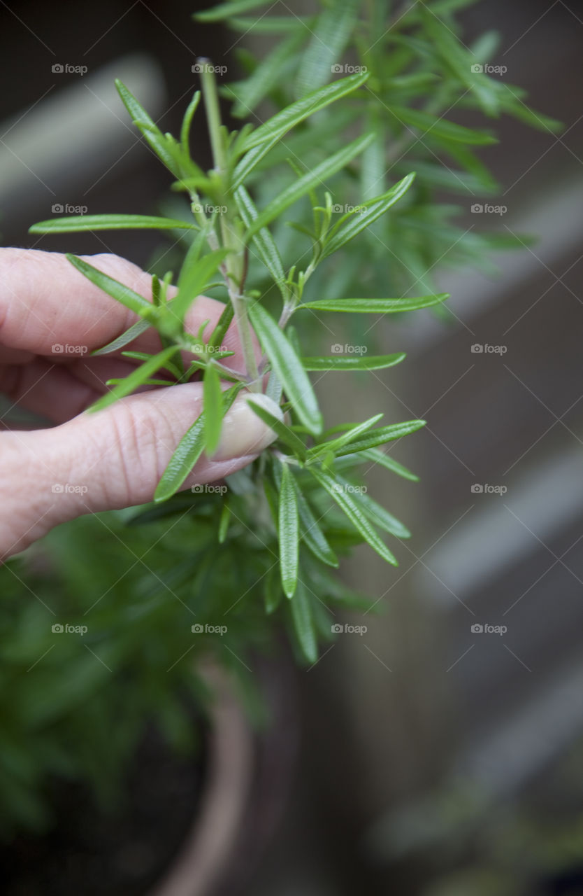 Overhead view of hand holding plant
