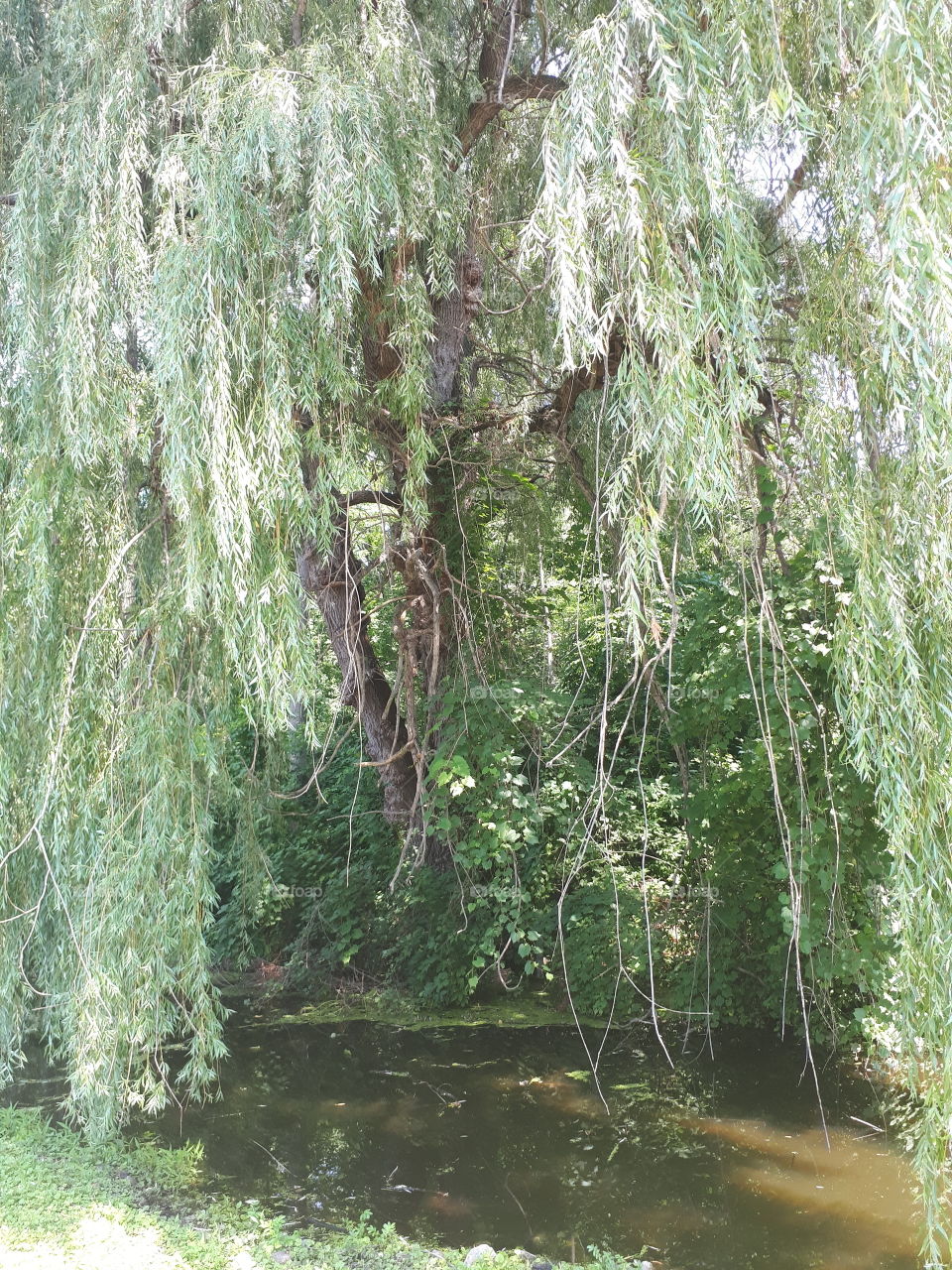 willow tree