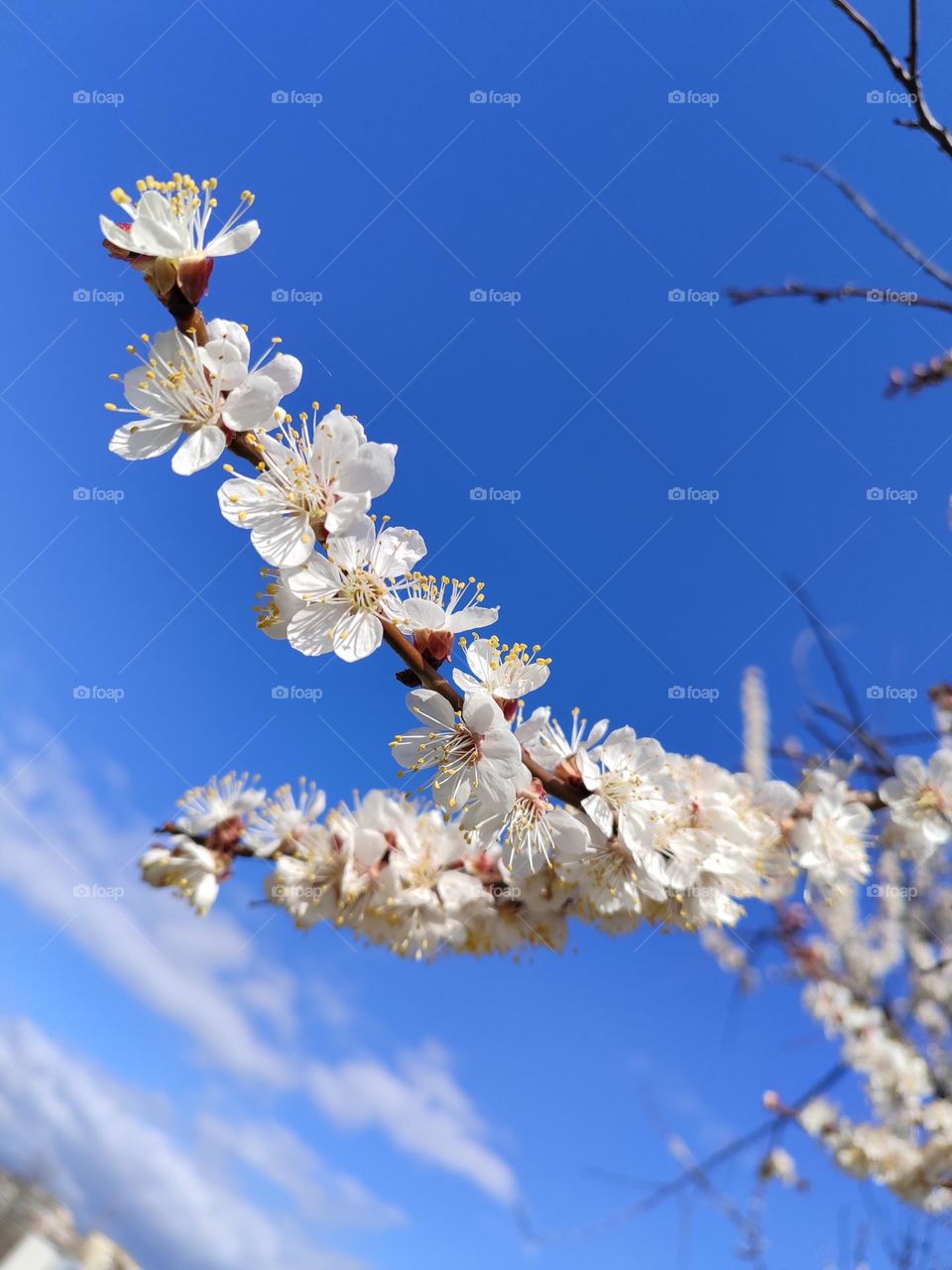 Apricot blossom. Battle: Winter vs.
Spring