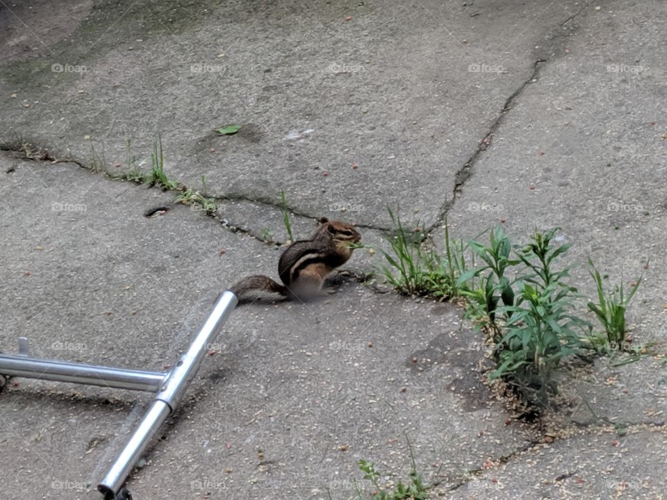 chipmunk