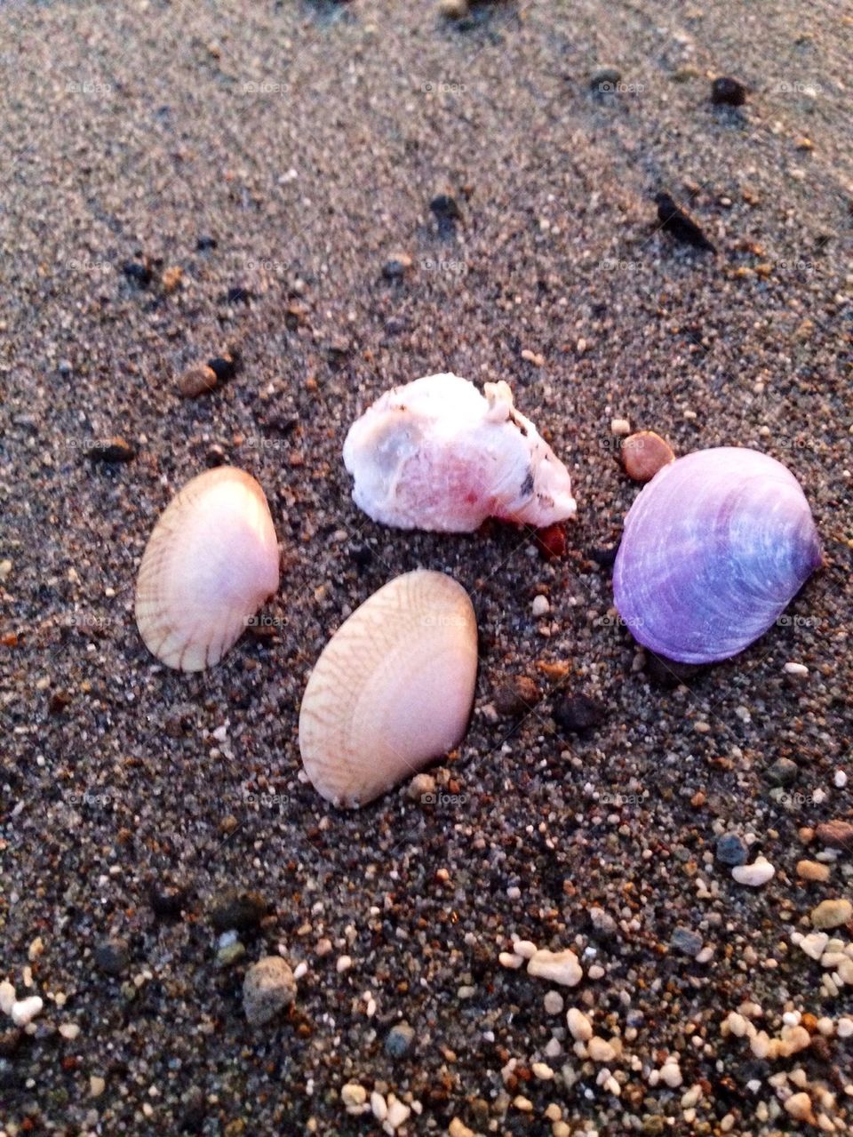 Shells 