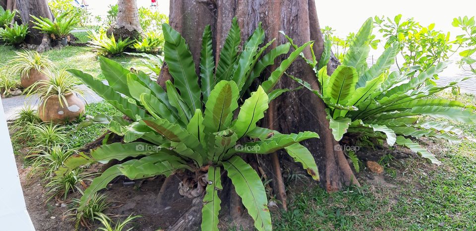 bird nest ferns