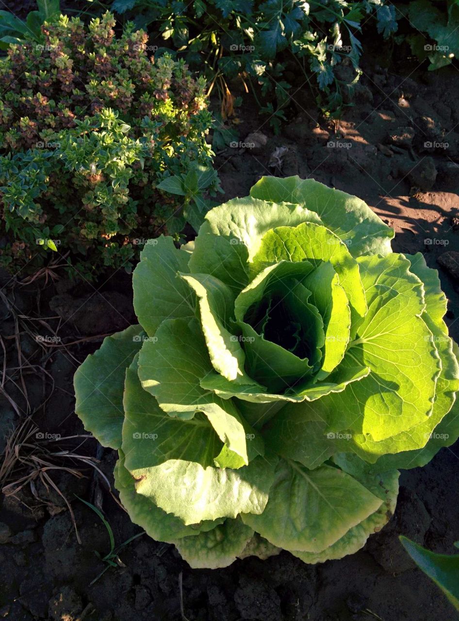 Lechuga orgánica del huerto