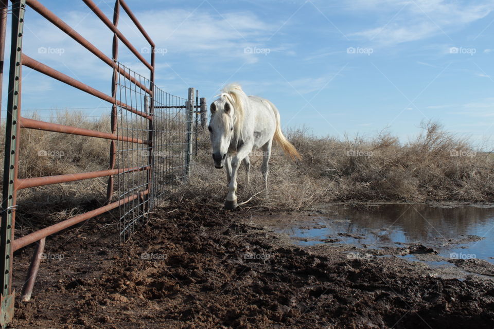 Kalifire, an Arabian Mare, walks around a puddle as she makes her way into the pen for evening feeding. 