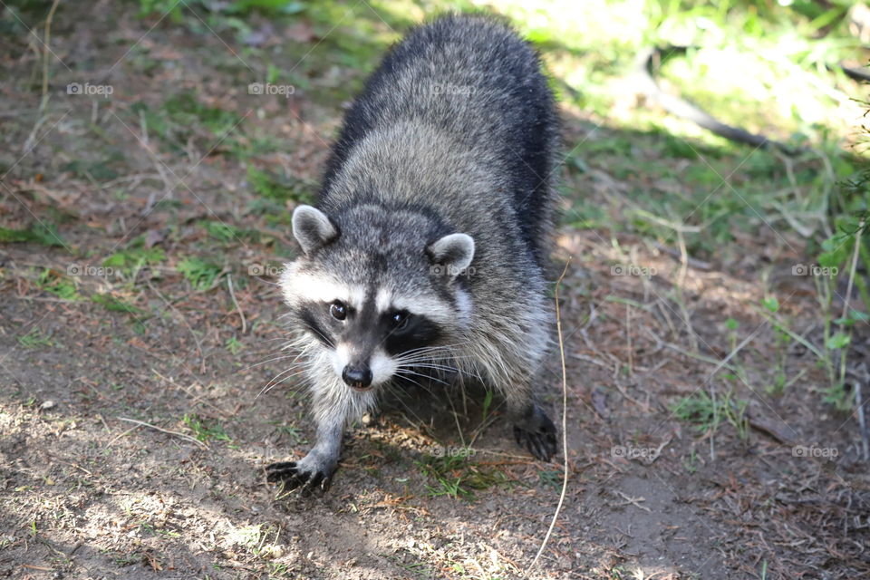 Raccoon coming close to pose 