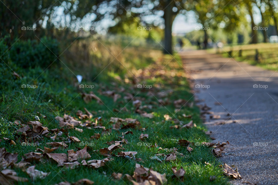 Autumn at the Park