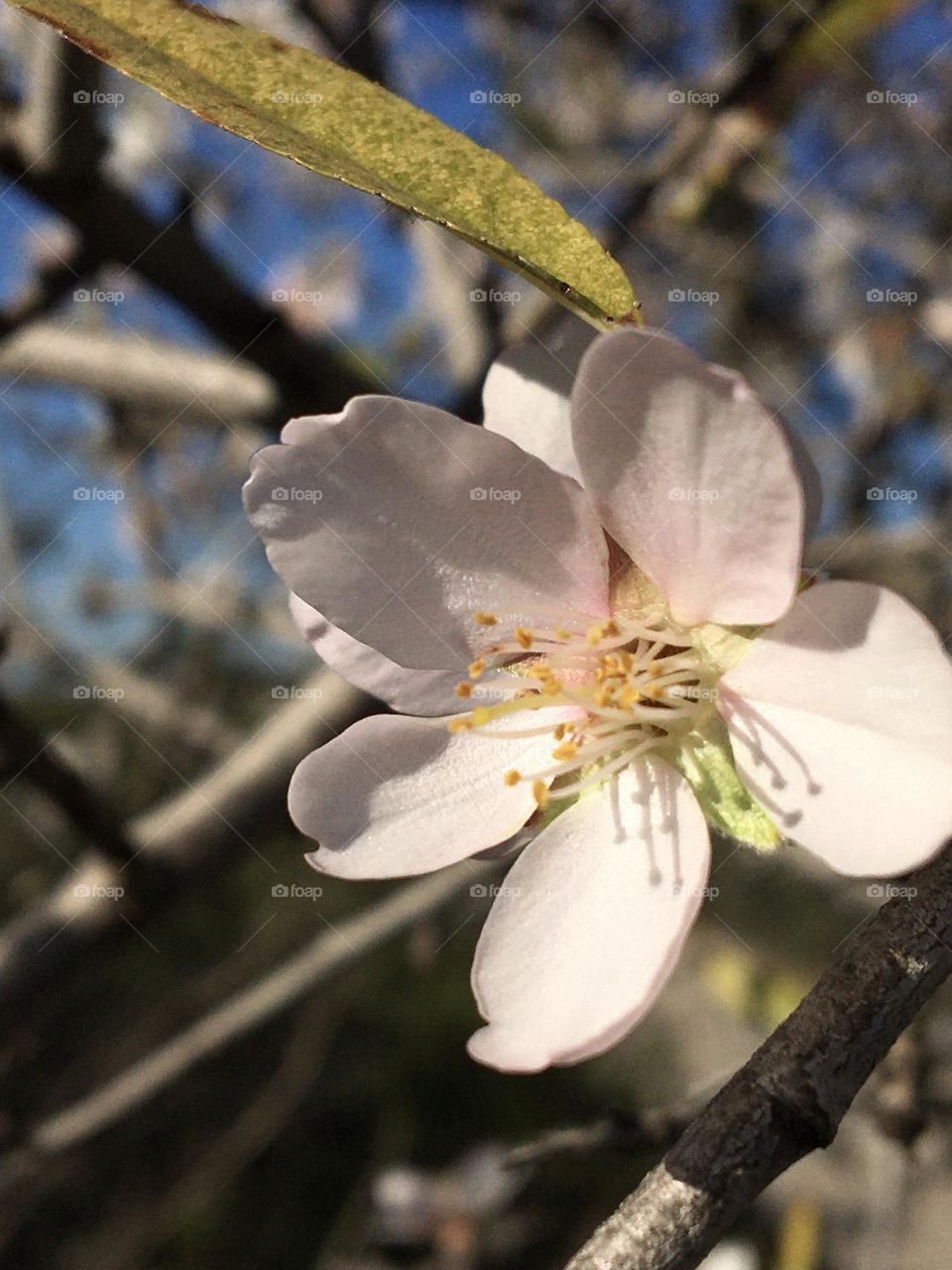 Almond tree flower