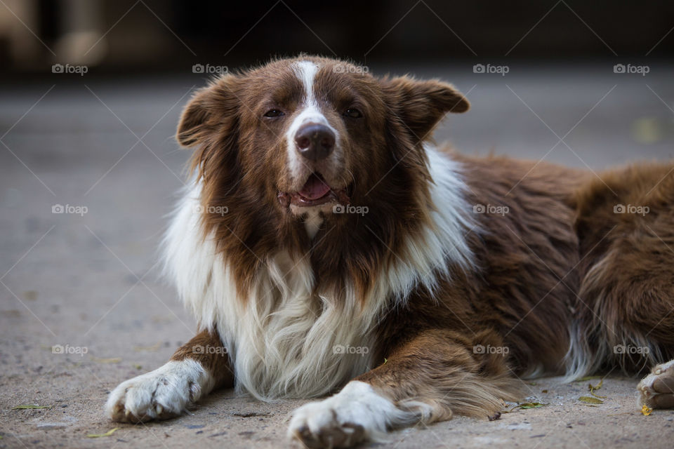 Dog smile