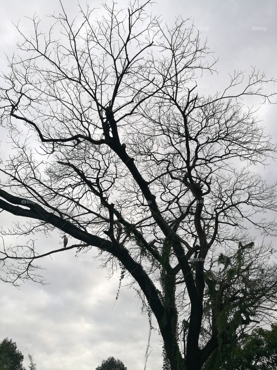 Silhouette of bare tree