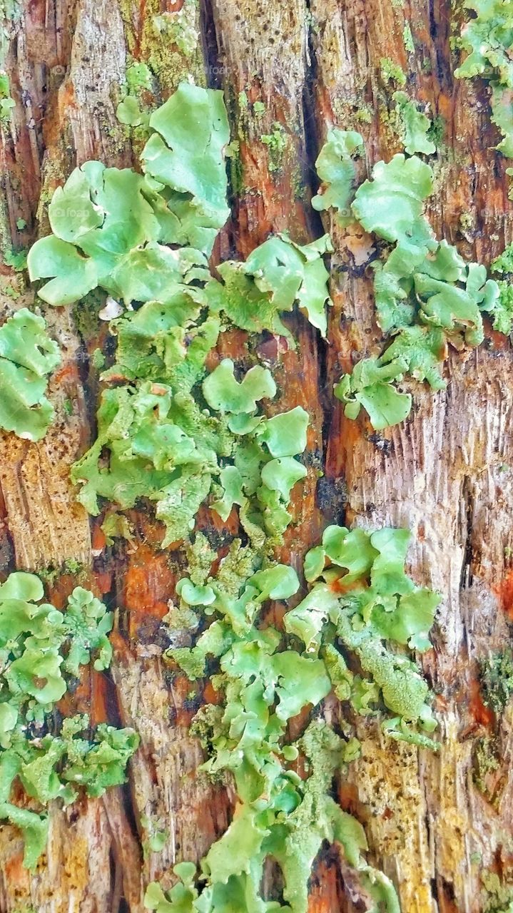 Closeup Nature: Fungi Among I