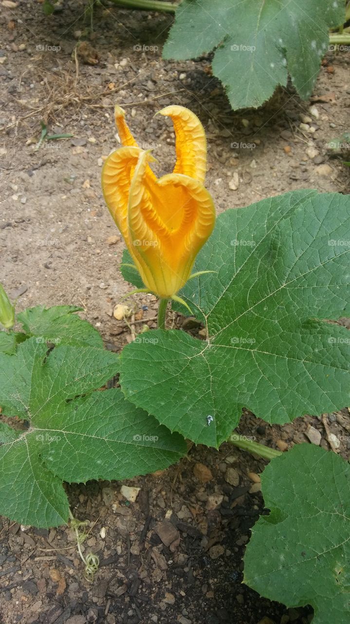 Male Pumpkin Flower