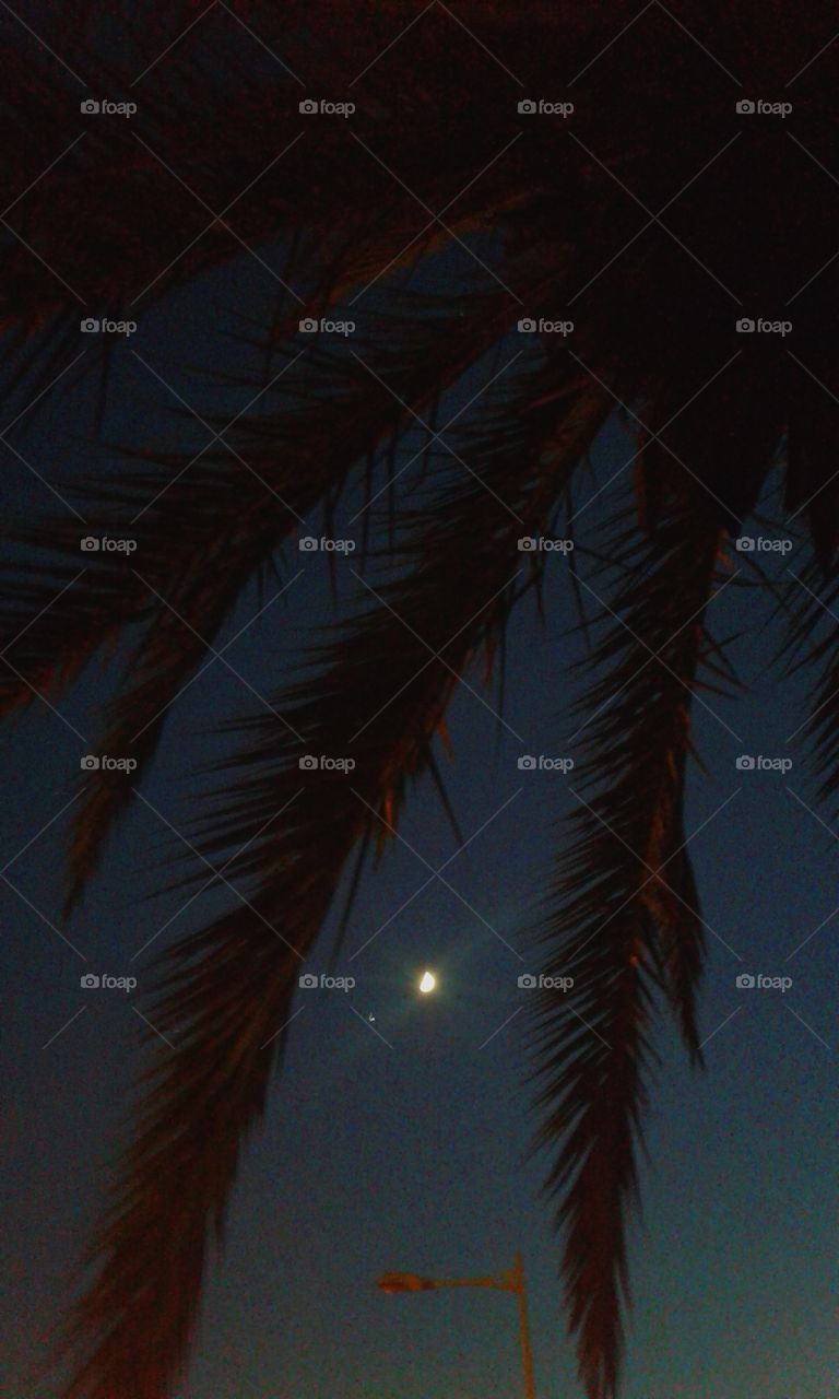 the moon seen under a palm tree