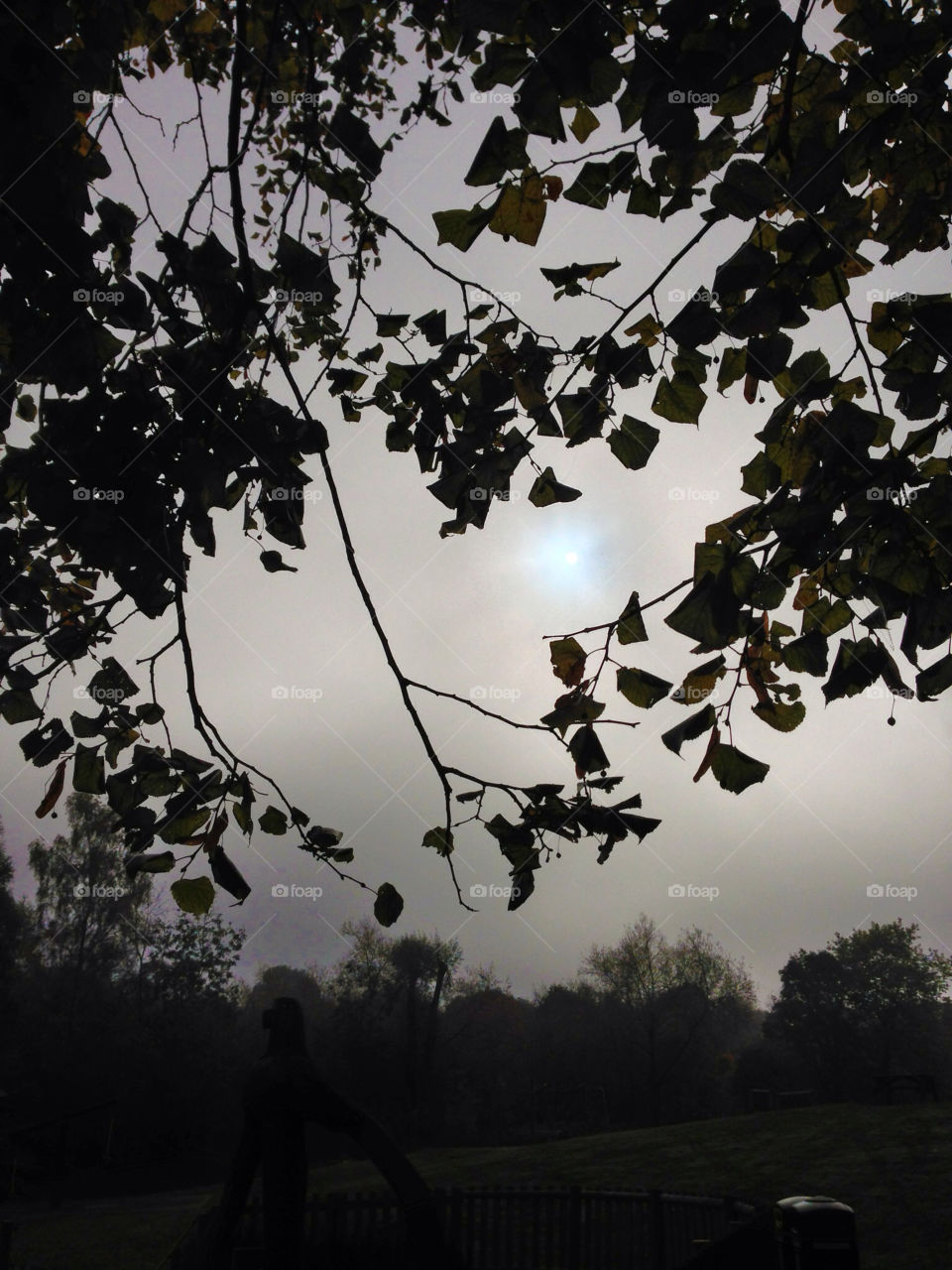 Early Winter misty morning