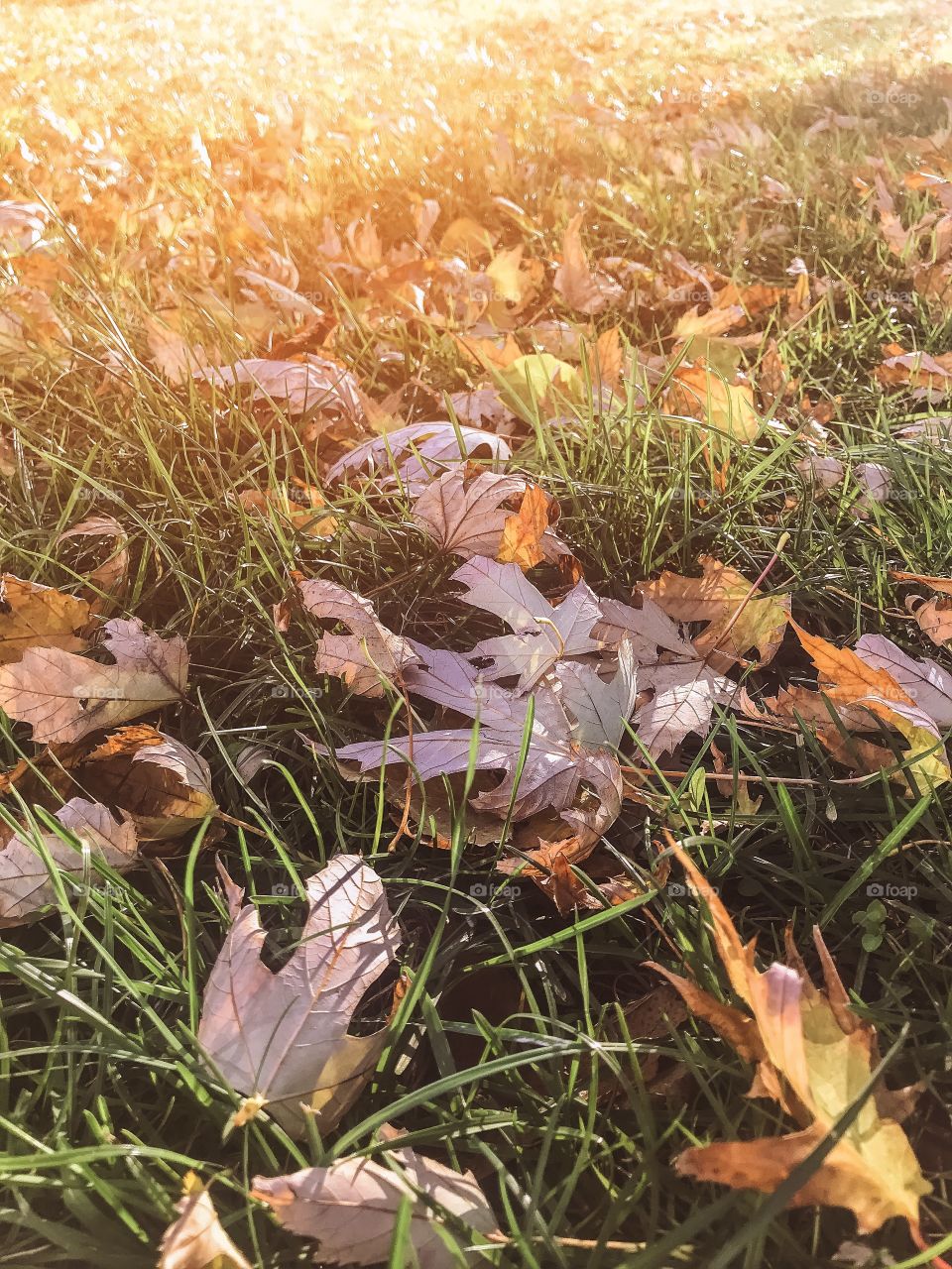 autumn colorful leaves