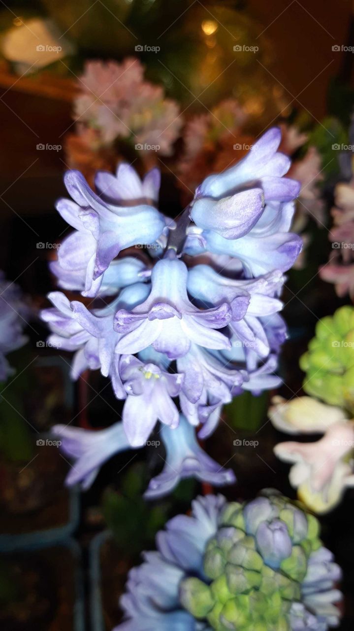 Flower, Nature, Flora, Bulb, Color