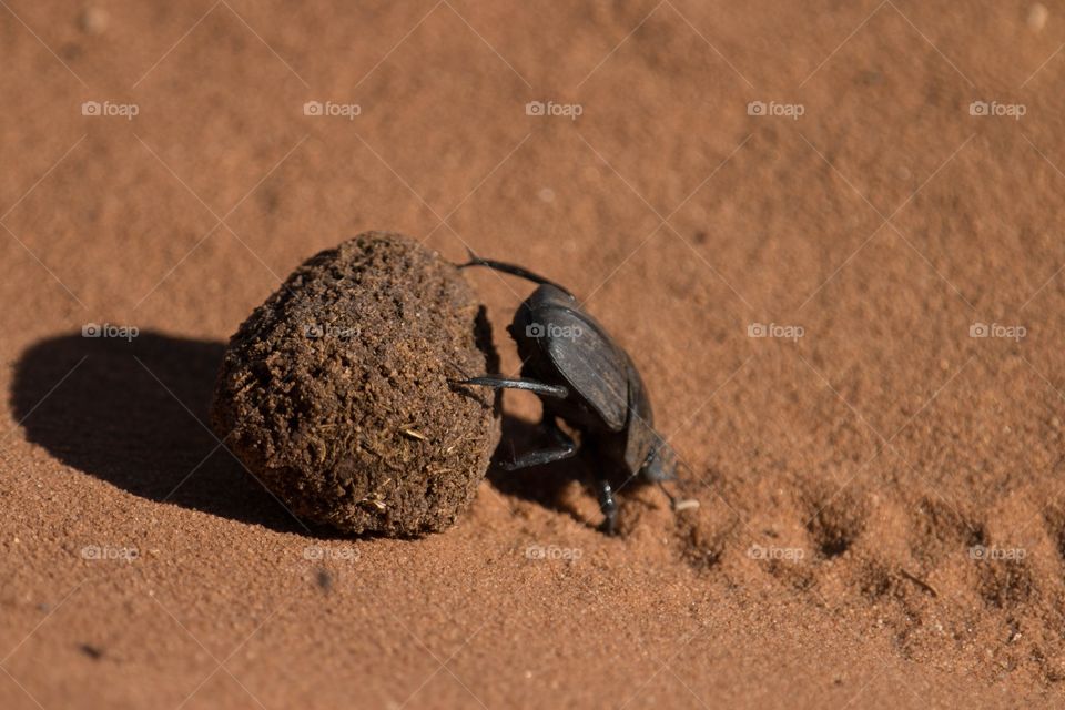 Dung Beetle hard at work