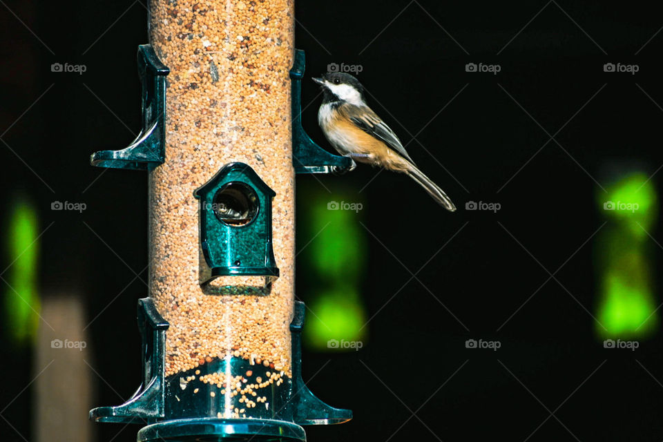 Perks of having a feeder! We get to see birds flocking around our home! So amazing and relaxing to watch these birds.