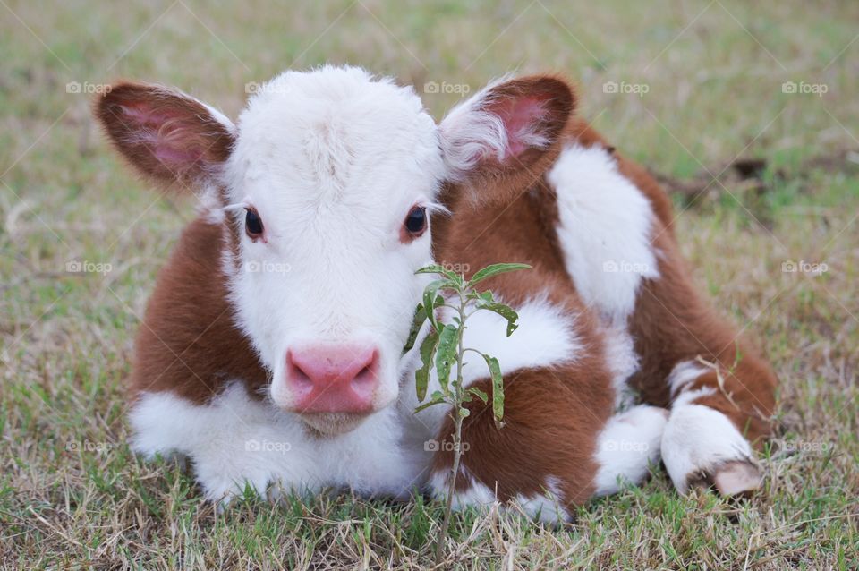 Newborn calf lying down on the grassy land