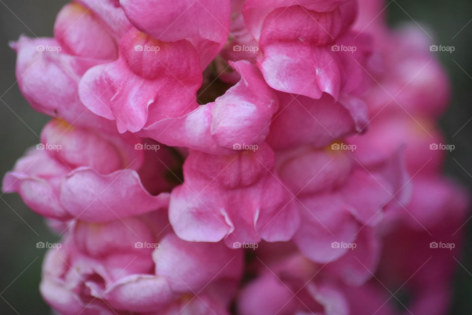 Up close and beautiful 