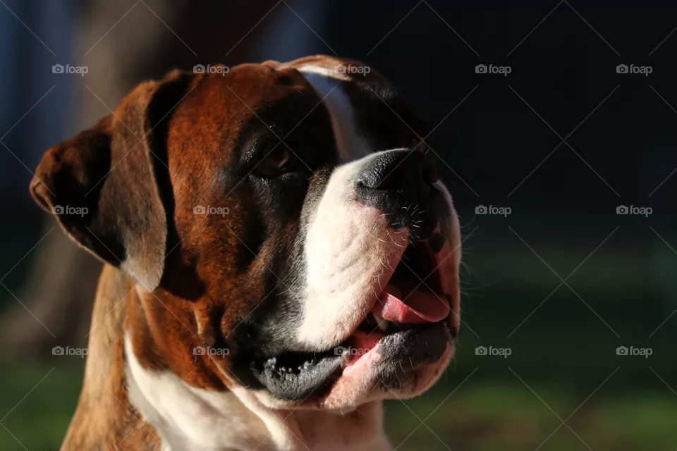 Boxer girl