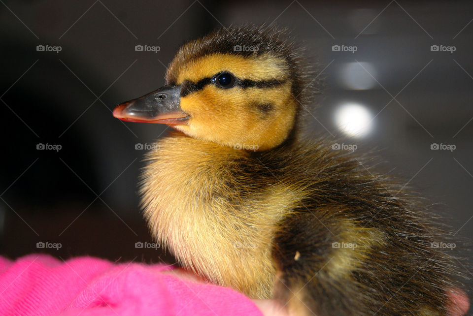 Ducky the Baby Mallard
