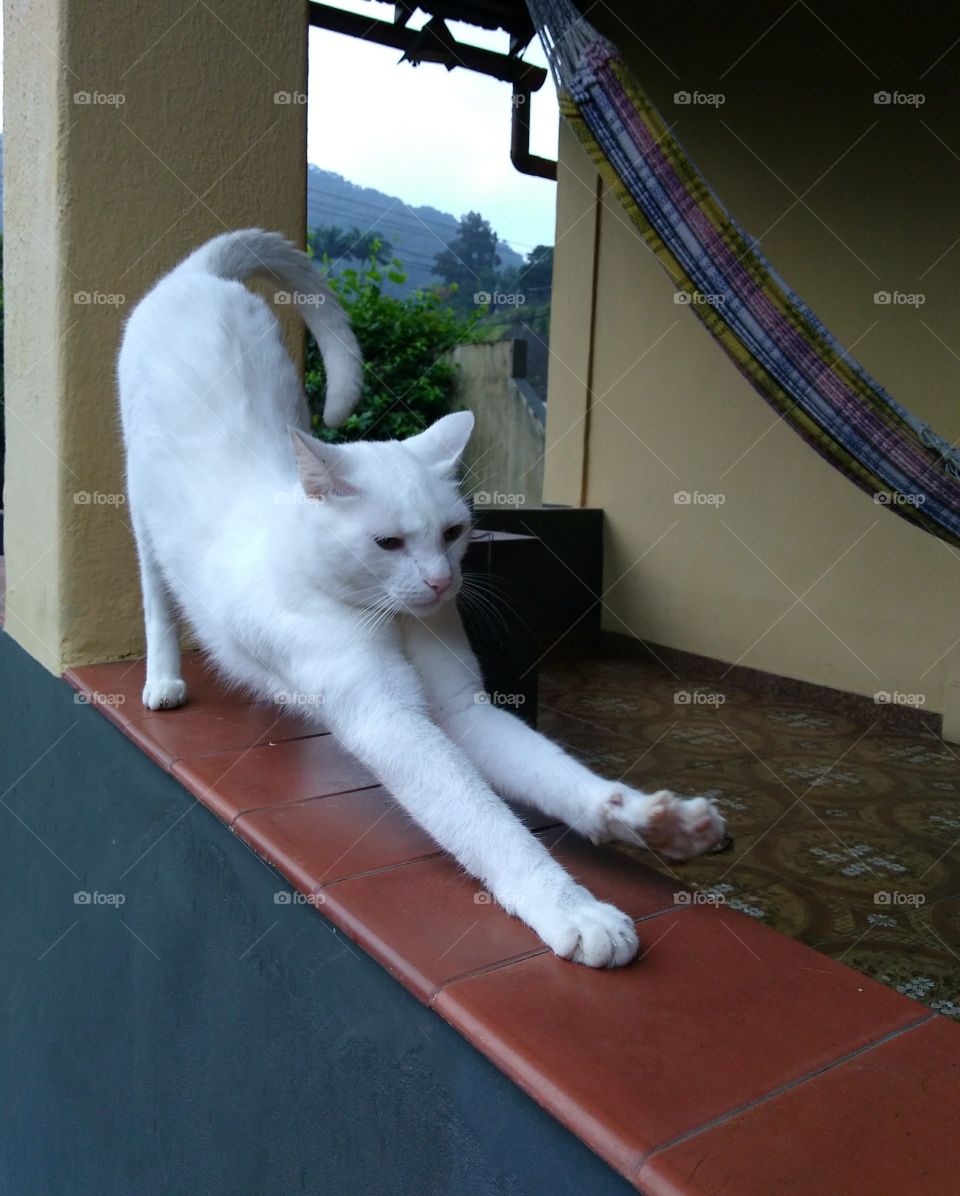 Felino espreguiçando na varanda de casa