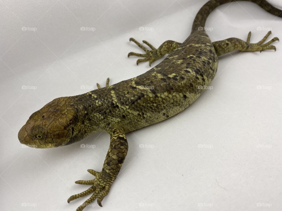 Prehensile-tailed skink