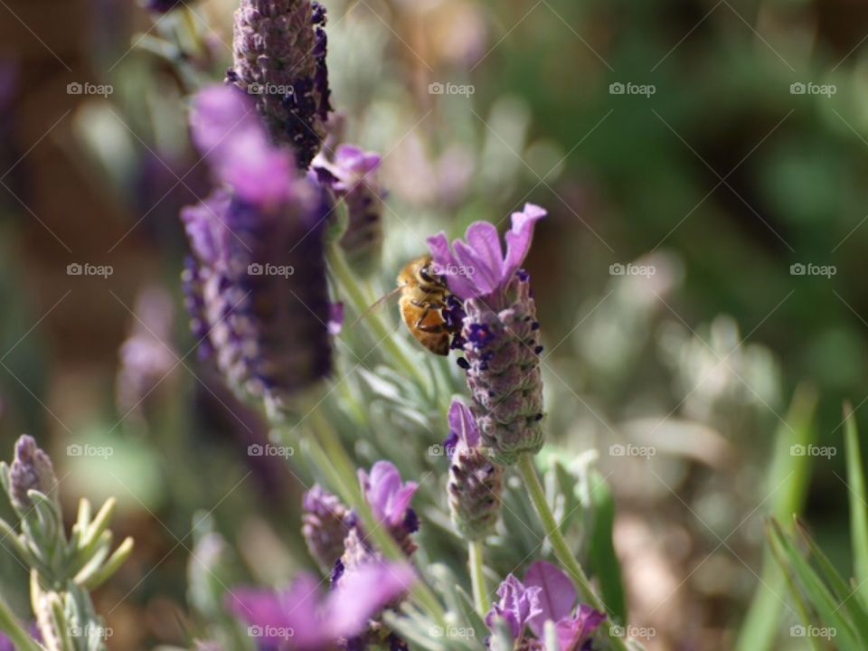 Purple bee flower