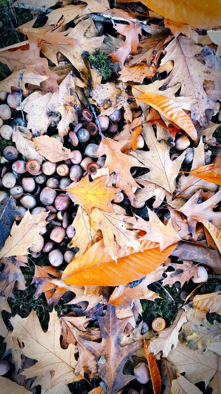 High angle view of autumn leaf