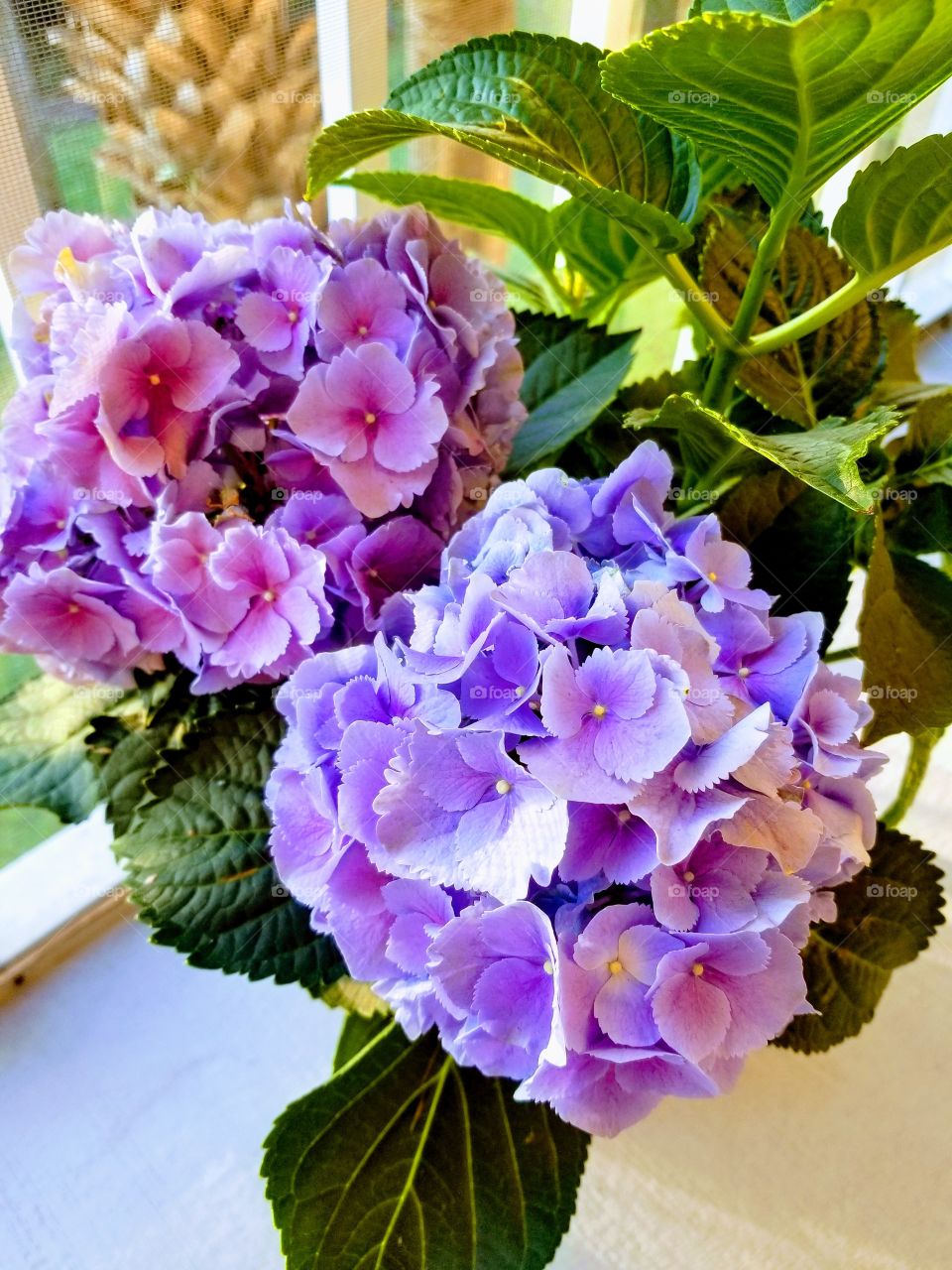 Hydrangea