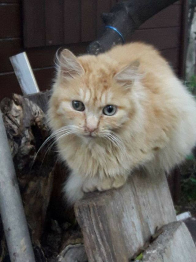 gatto