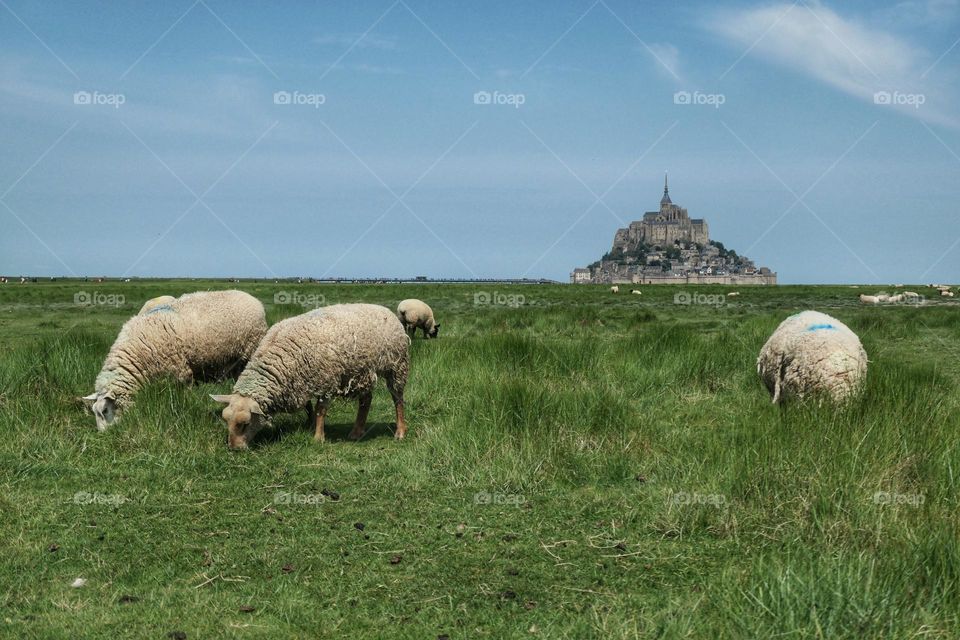 Sheeps at the Mont-Saint-Michel Bay - 1