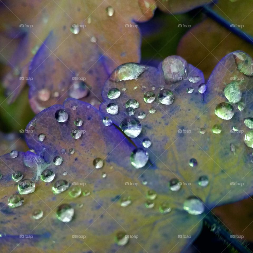 magical fall leaves