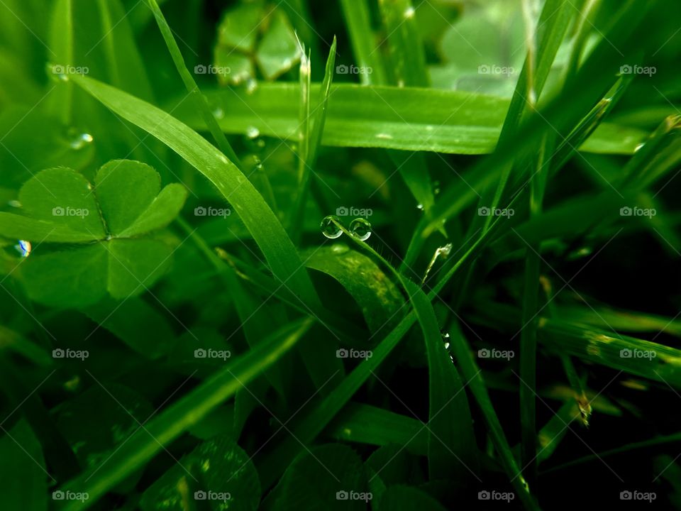 Drops of water on a leaf 