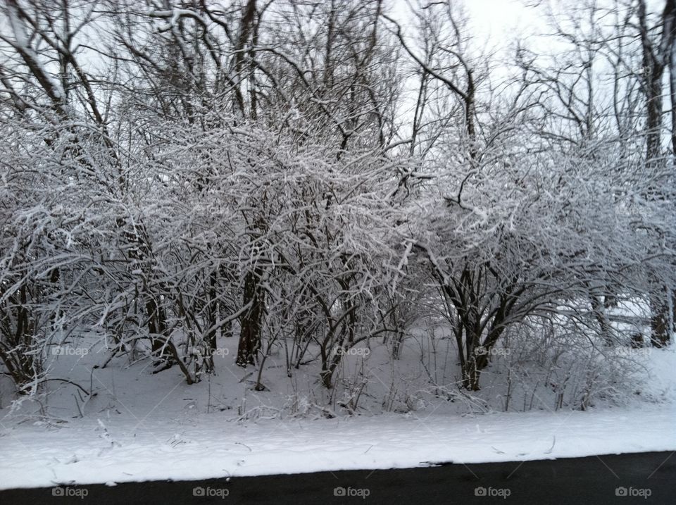 Snow Covered Trees