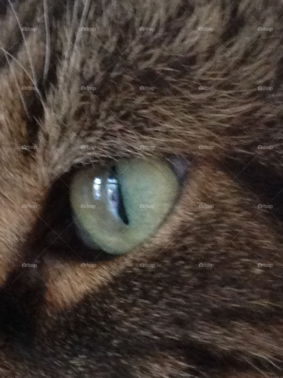 Cats eye. The look that never stops 