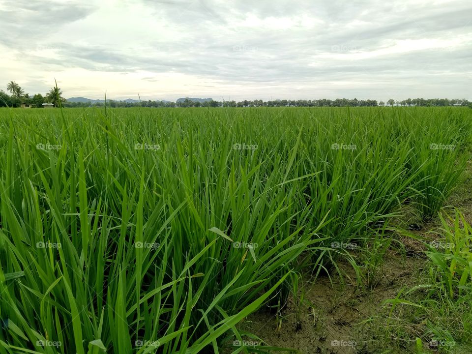 Paddy Field