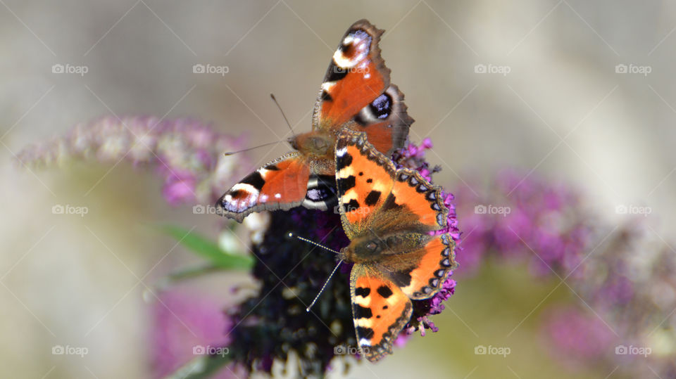 Colorful visit. I have a butterflybush on my veranda and it is full of beautiful butterflies every day